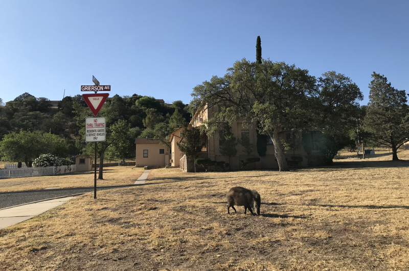 A javelina on Grierson Ave IMG_8990 J